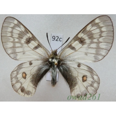 Parnassius jacobsoni Avinoff, 1913 Tadjikistan92c